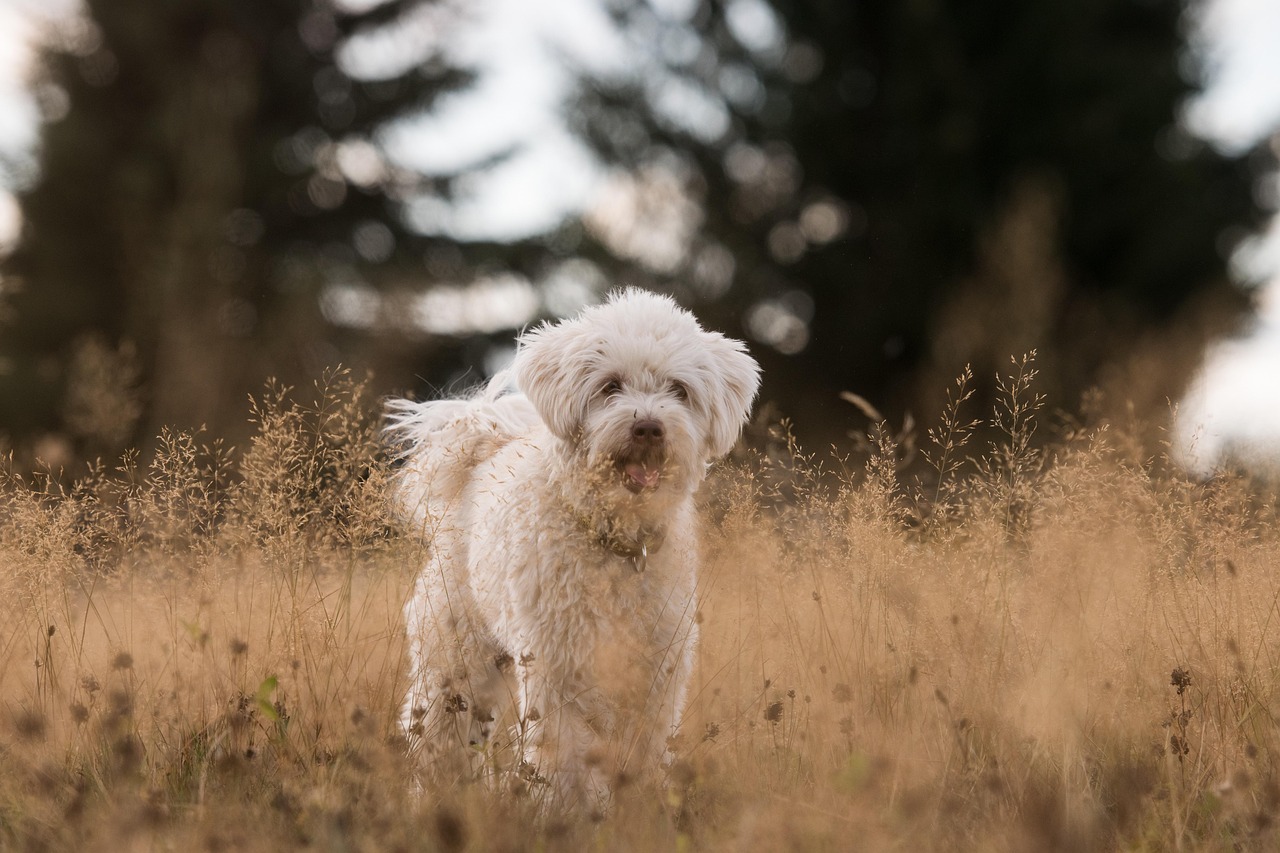 Dog with leash being walked