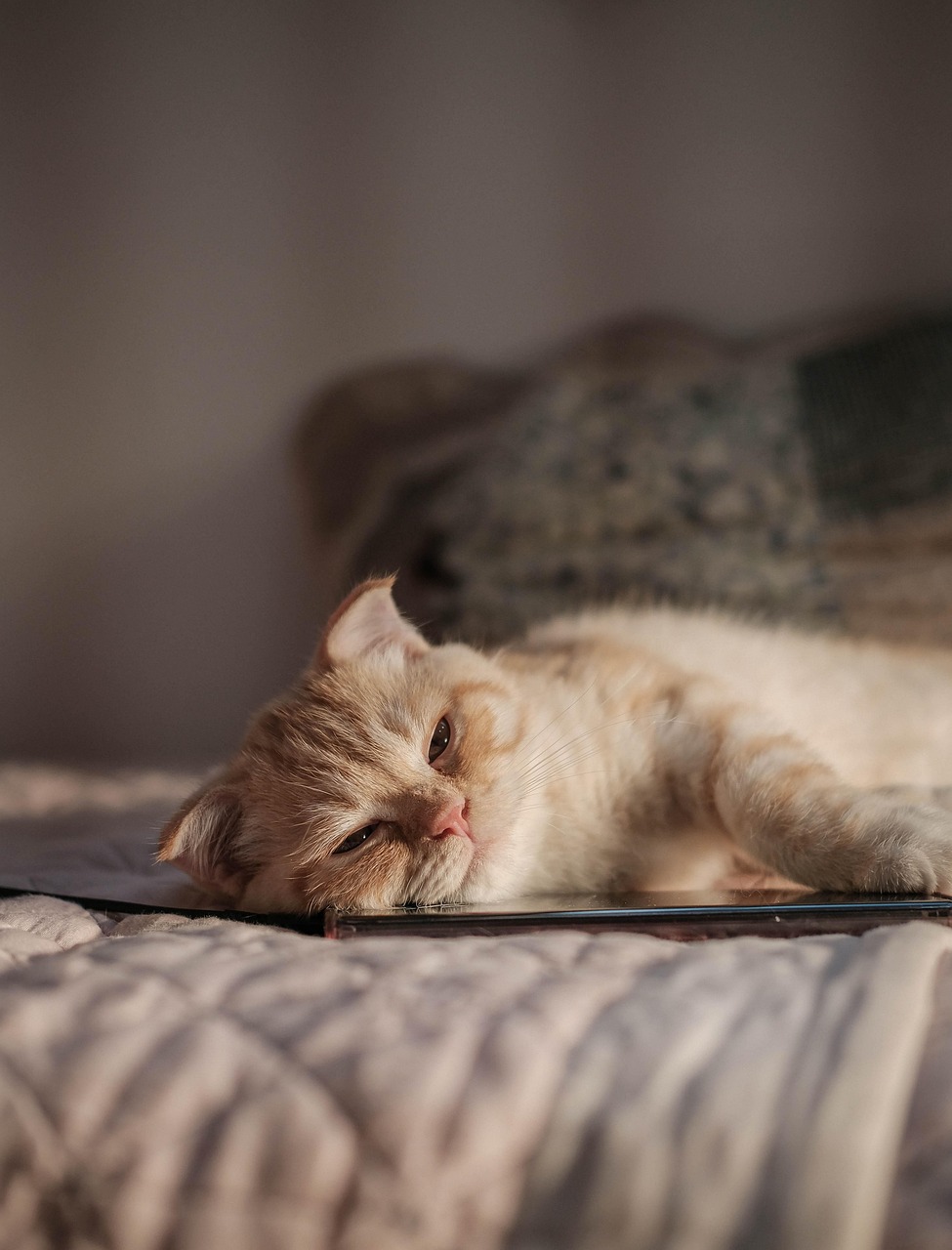 Cat relaxing on a couch
